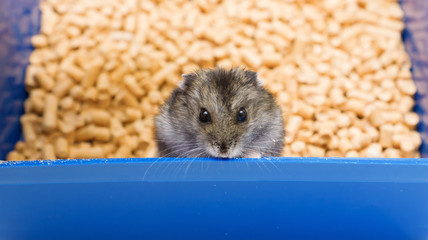 little hamster eats