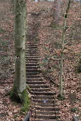 old stairs in the forest