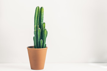 minimalist, home office, minimalism, succulent, office space, cactus, plant, green, nature, house, home, detail, botanical, botany, aloe, leaf, foliage, tropical, closeup, decor, growth, indoor, growi