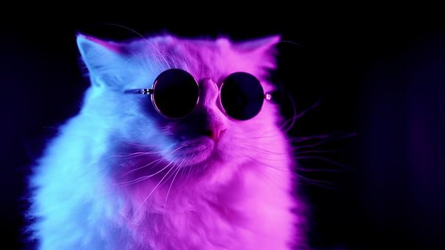 Portrait of highland straight fluffy cat with long hair and round glasses in neon light. Fashion, style, cool animal concept. Studio footage. White pussycat on dark background. 