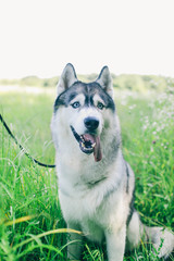 siberian husky with blue eyes sitting in the grass Husky sitting © Dasha