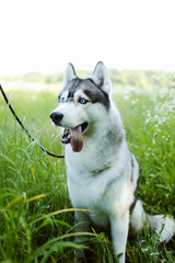siberian husky with blue eyes sitting in the grass Husky sitting