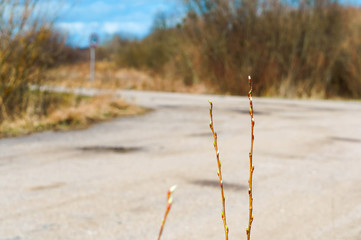 Leaves begin to grow in spring. Willow twigs in early spring.