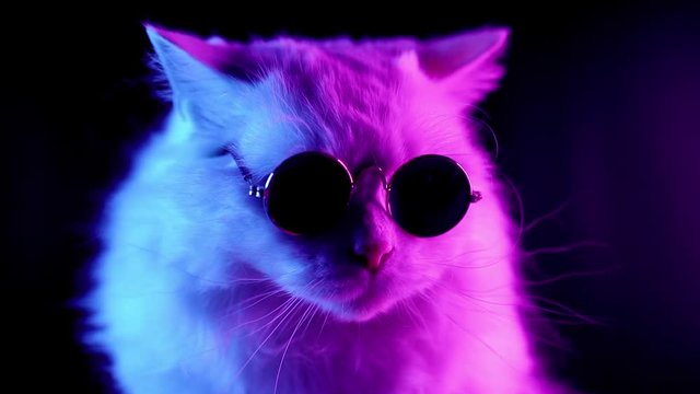 Portrait of highland straight fluffy cat with long hair and round glasses in neon light. Fashion, style, cool animal concept. Studio footage. White pussycat on dark background. 