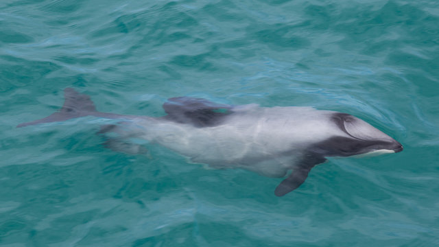 Dolphin at Kaikoura, South Island, New Zealand