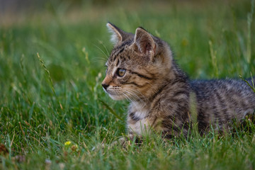 kitty cat on the grass