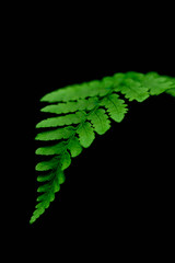 Single Green Leaf