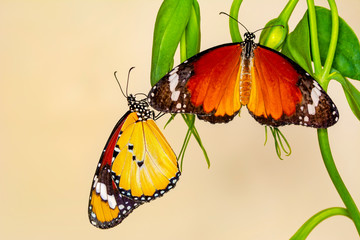 Closeup   beautiful butterflies sitting on flower.