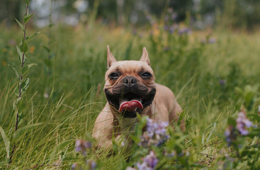  red french bulldog on a walk in the field. the dog stuck out her tongue
