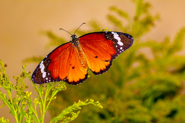 Closeup   beautiful butterfly sitting on flower.