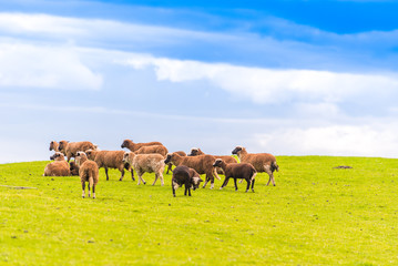 Naklejka na ściany i meble A flock of sheep in the meadow, New Zealand. Copy space for text.
