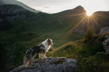 dog on the mountain at sunset. Travelling with a pet, Hiking. Australian shepherd in nature