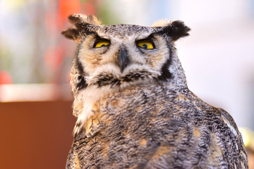 Chouette au regard loufoque