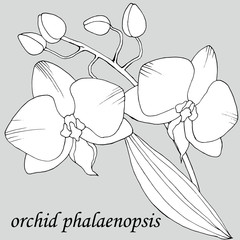 drawing of an orchid in monochrome colors
