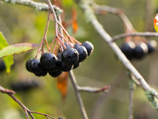 The fruits of black rowan