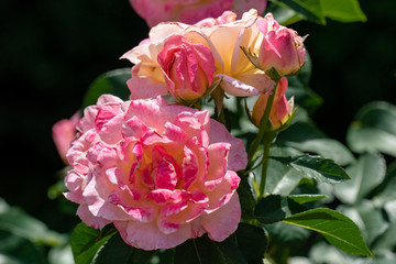 sunny close up of  several gloria dei rose heads