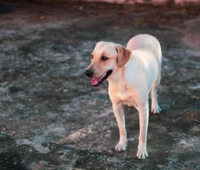 dog on beach