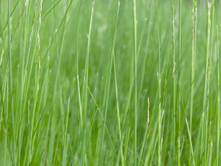 Lush green grass on meadow, spring summer outdoors close-up, copy space, wide format. Beautiful artistic image of purity and freshness of nature. Abstract bokeh background.