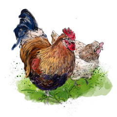 Bauernhof Vogel Aquarell Abbildung, Hahn, rooster