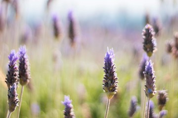 field of lavender flowers