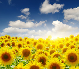 Obraz premium sunflowers and sun