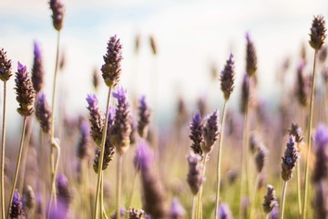 field of lavender flowers