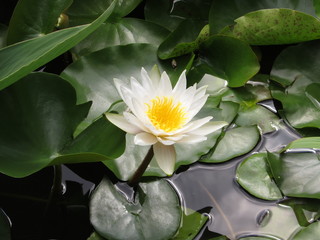 white water lily in pond