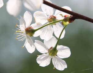 Cherry blossom on green background
