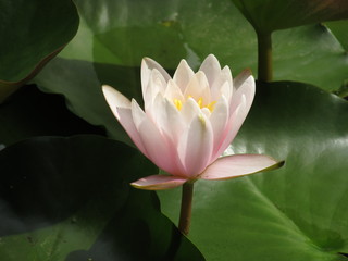 pink water lily in pond