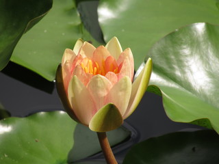 lotus in pond