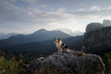 dog on the mountain at sunset. Travelling with a pet, Hiking. Australian shepherd in nature