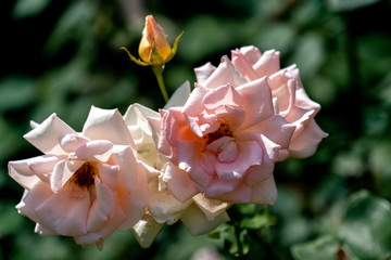 colourful close up of several glendora floribunda rose heads