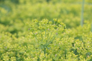 yellow carpet of flowers in the garden
