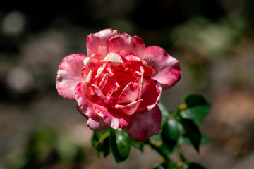 colourful close up of a single hamburger deern floribunda rose head