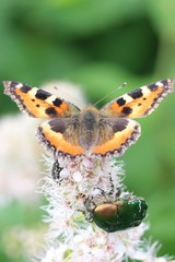 Bronze and butterfly on the flower