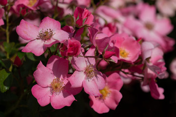 colourful close up of several fortuna rose heads