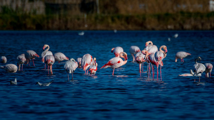 Flamencos