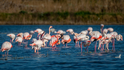 Obraz premium Flamencos