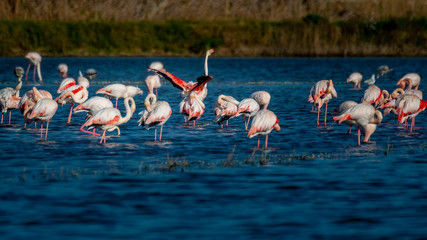 Naklejka premium Flamencos