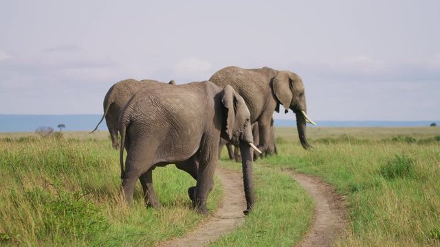 Herd of elephants walking on savannah plains in Maasai Mara