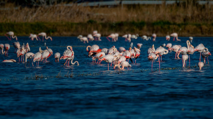 Obraz premium Flamencos