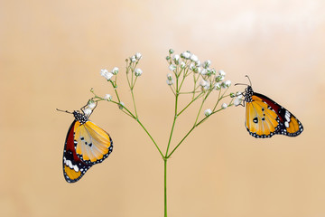 Closeup   beautiful butterflies sitting on flower. © blackdiamond67