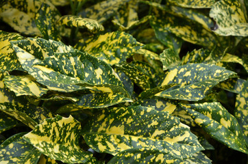  beautiful bright green leaves  tropical