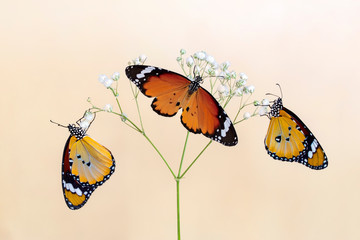 Closeup   beautiful butterflies sitting on flower. © blackdiamond67