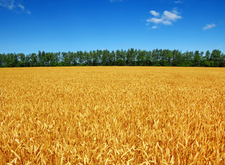 Wheat field and sun