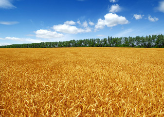 Wheat field and sun