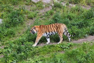 Fototapeta na wymiar Tiger. A beautiful tiger is walking. Tiger in the zoo
