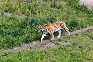 Fototapeta na wymiar Tiger. A beautiful tiger is walking. Tiger in the zoo