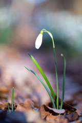  Spring flower snowdrop is the first flower in the end of winter and the beginning of spring.