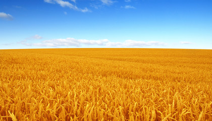 Golden wheat field with blue sky